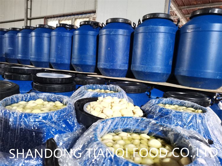 White mushroom in brine in drums factory White mushroom in brine in drums factory
