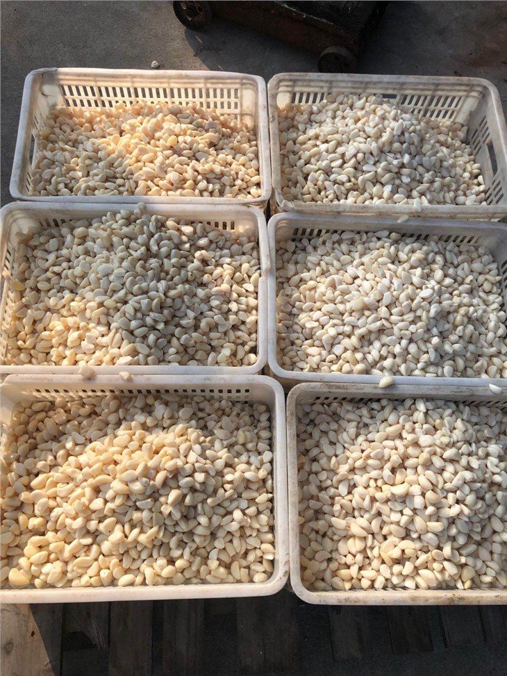 White garlic cloves in brine in drums