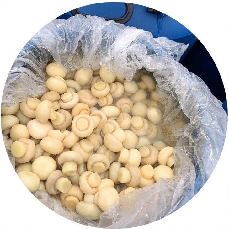 Best whole button mushroom in brine in drums