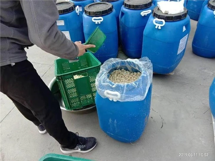Salted white garlic in drums
