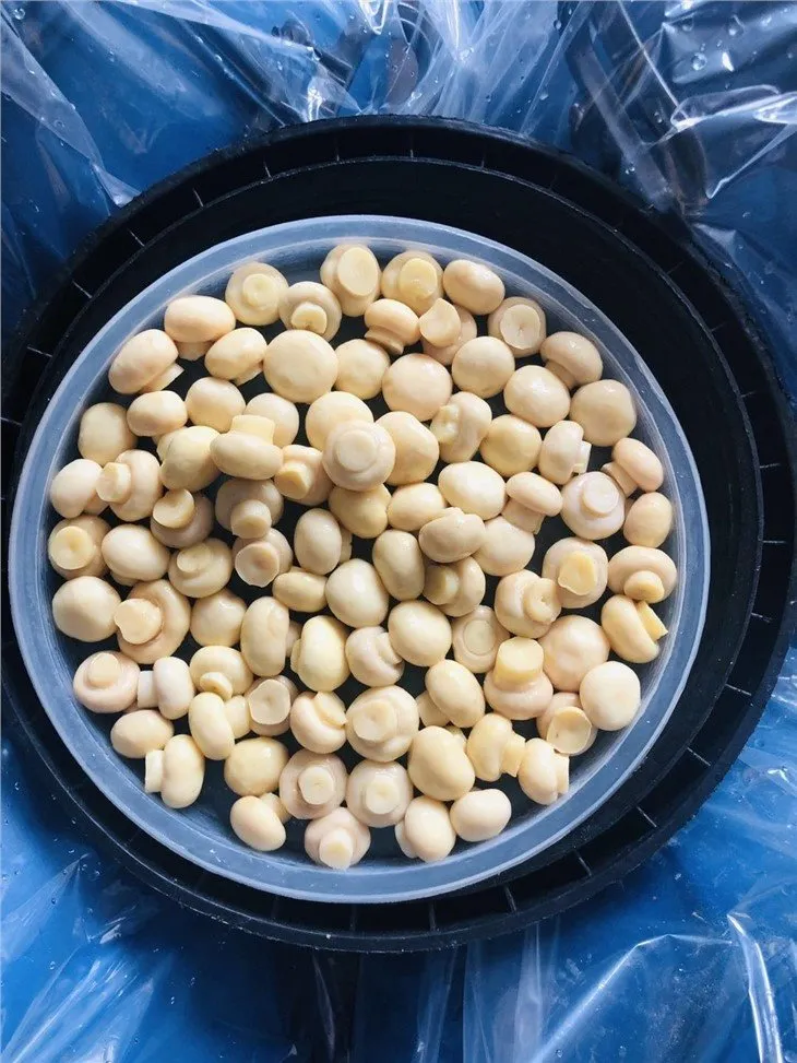 Good quality Whole mushroom in vinegar in drums