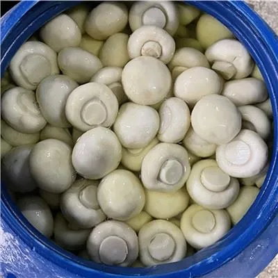 Ny gröda saltlagd svamp i trumma 50 kg