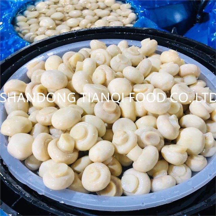 Fresh High Quality Mushroom in Brine in Plastic Drums