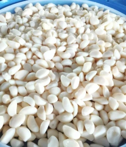 How To Use Garlic in Brine in Drum Correctly? How To Use Garlic in Brine in Drum Correctly?