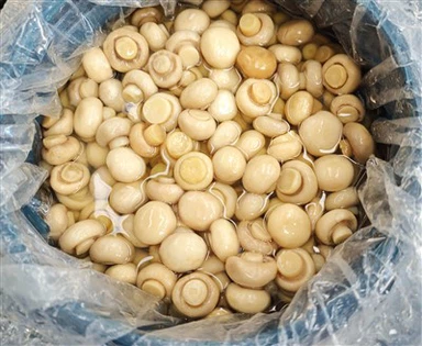 Vit champinjonsvamp i saltvatten i trummor